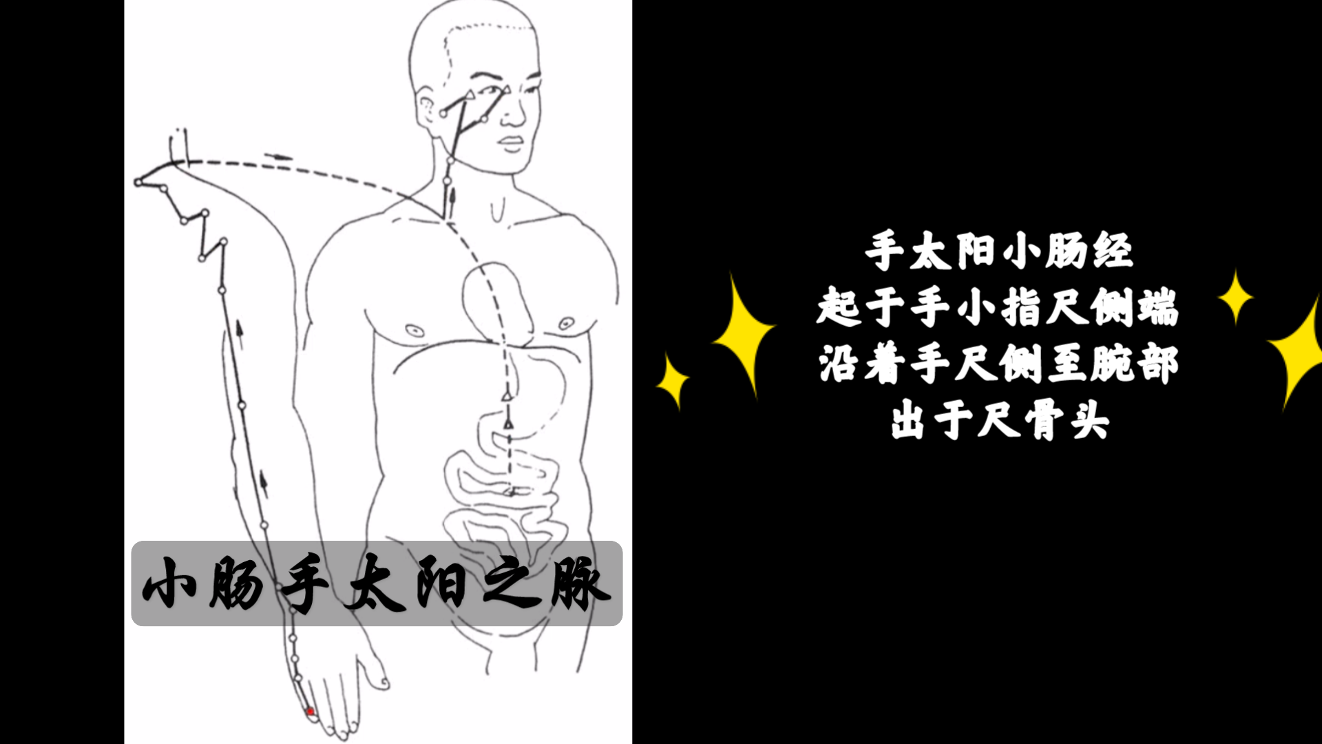 [图]【经脉循行】手太阳小肠之脉循行《灵枢》原文与图示～