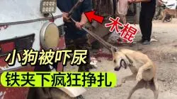 Tải video: 残忍：小狗在铁夹下激烈挣扎，不料屠狗贩一棍下去，狗子瞬间倒地