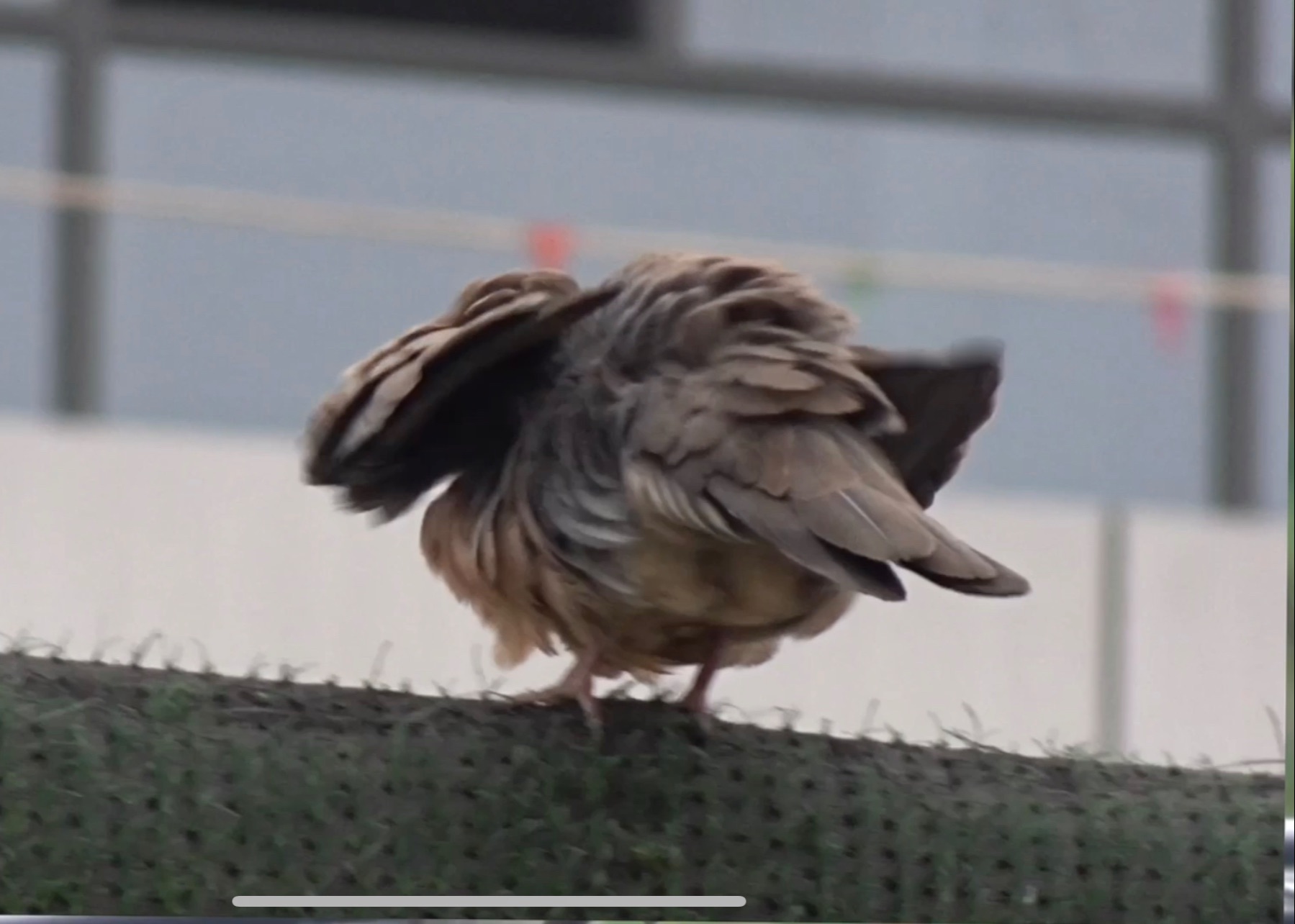 斑鸠打开了散热孔