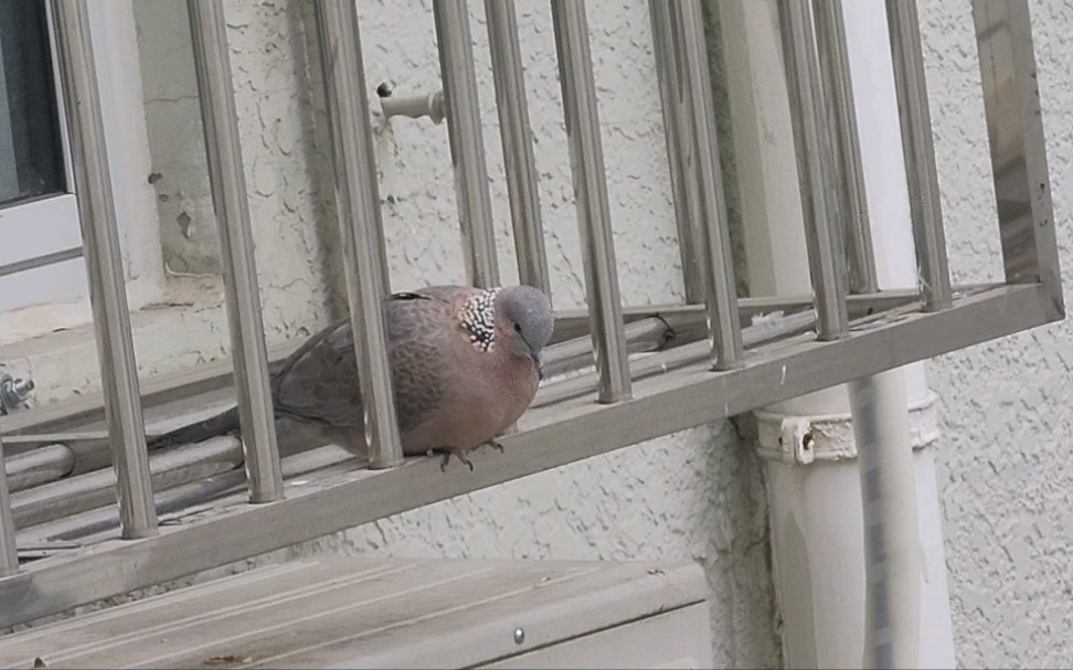 趴在铁栅栏上观雪的斑鸠_哔哩哔哩_bilibili