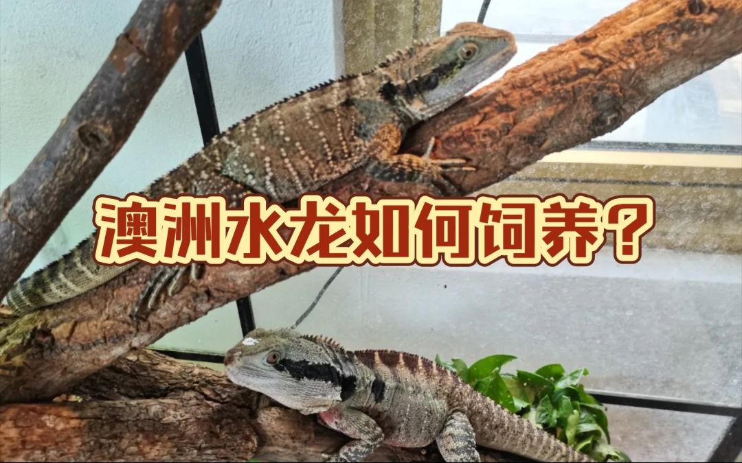 活动作品澳洲水龙如何饲养