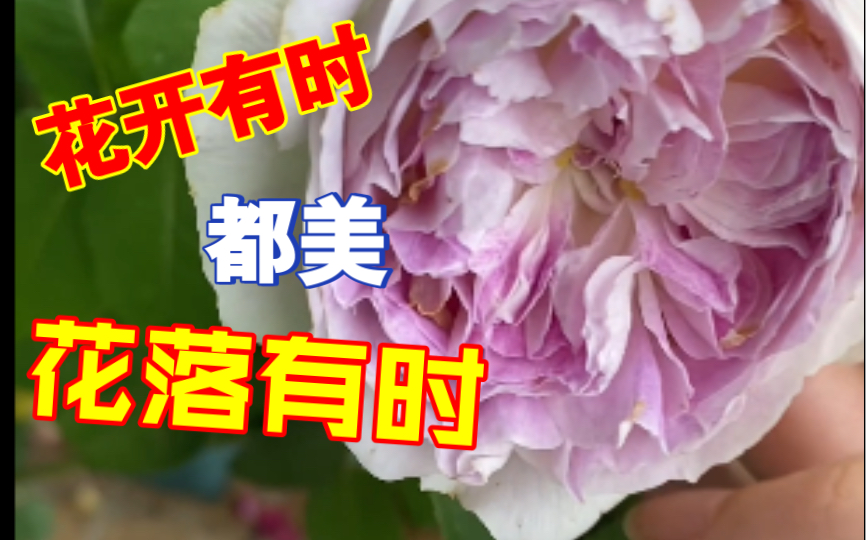 花开花落总有时~来欣赏花落吧~哔哩哔哩bilibili