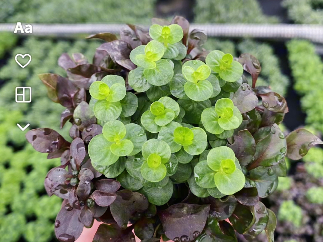 四款佗草介绍给你