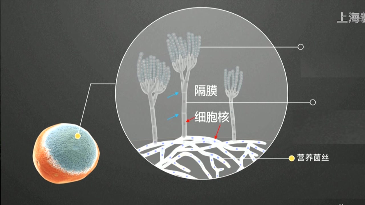 霉菌的形态结构图图片