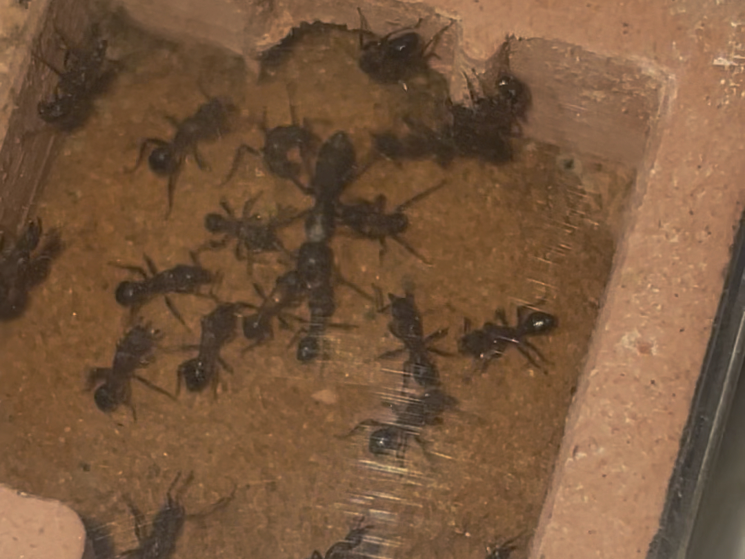 小恶魔双色曲颊猛蚁捕食日本弓背蚁