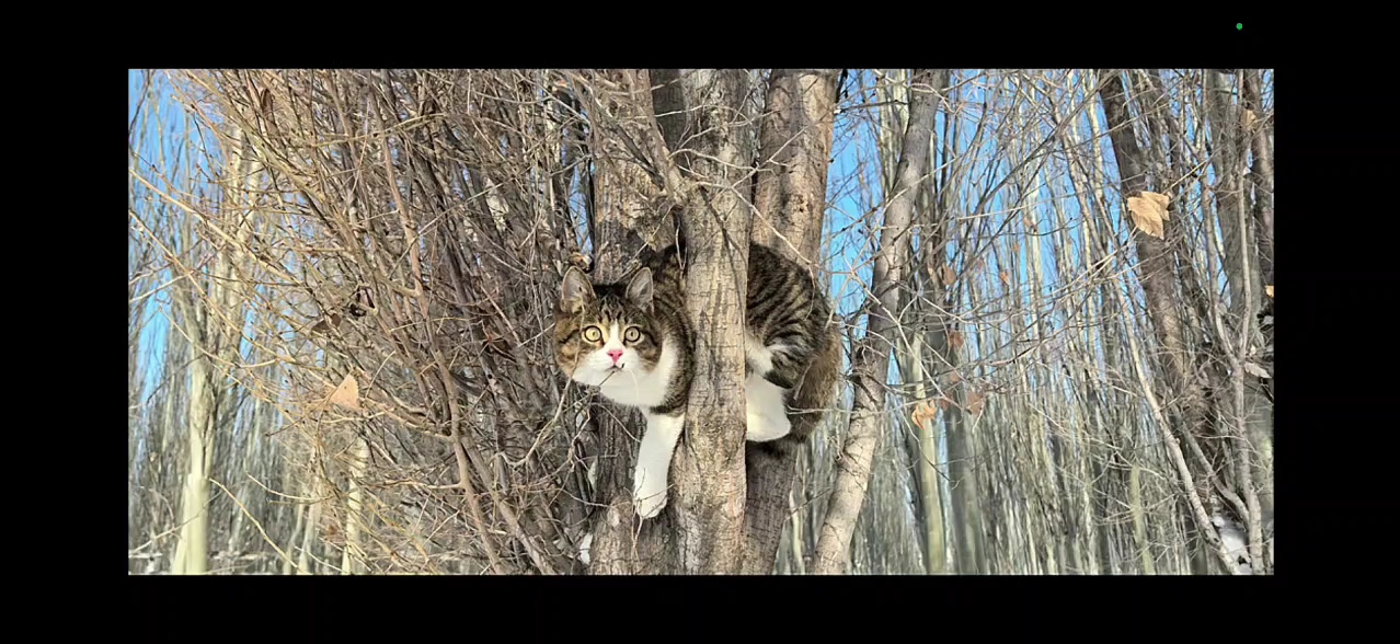 悟空猫头像图片图片