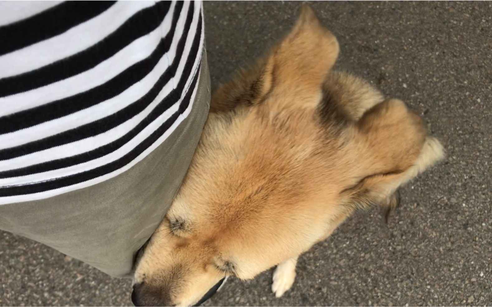 狗狗抱着人腿一直拱图片