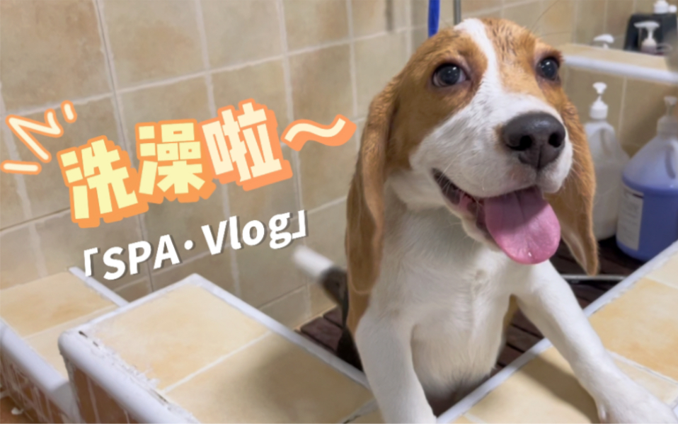 奶比的洗澡日记|Meta the Beagle哔哩哔哩bilibili