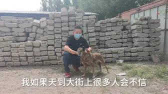 下载视频: 奇怪的冷知识，教你一招辨别真假退役警犬