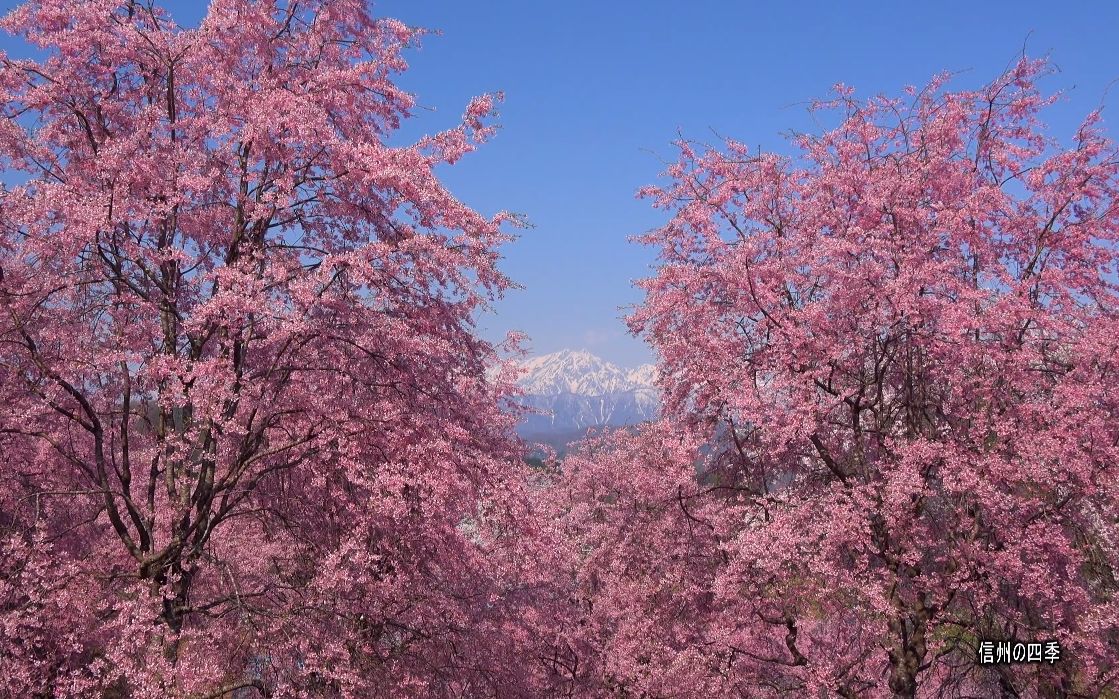 【超清日本】第一视角 残雪的北阿尔卑斯山美丽的小川村樱花 (2014