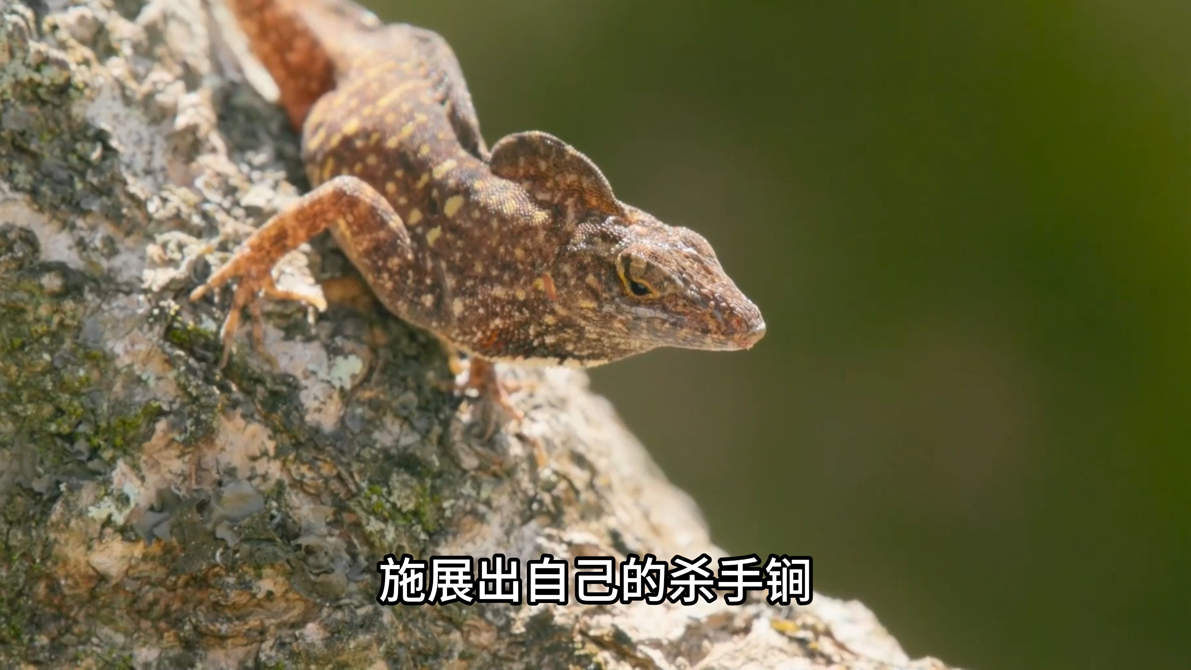 会做"俯卧撑"的安乐蜥,面对暴风雨的来袭却有自己独特的方法