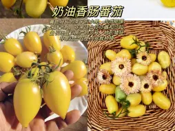 Download Video: 都在问的番茄品种推荐