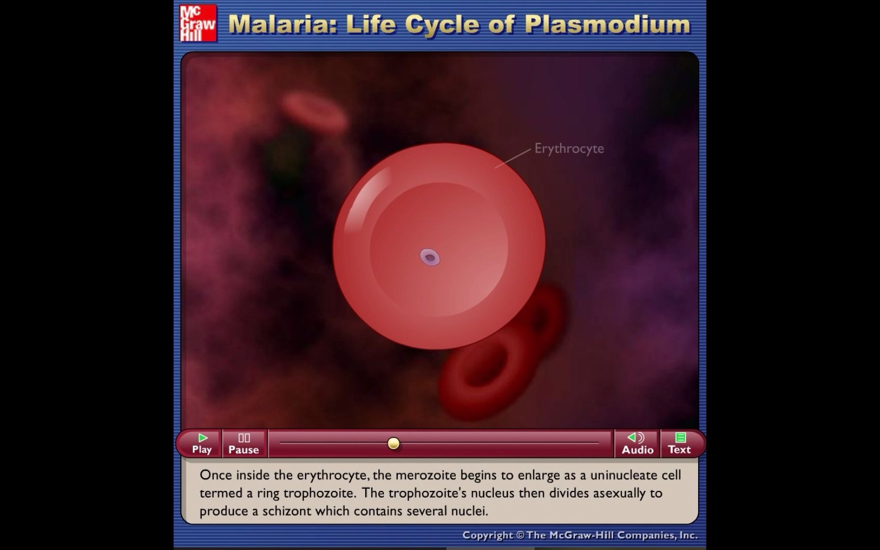 疟疾(疟原虫的生活史)Malaria  Life Cycle of Plasmodium动画哔哩哔哩bilibili