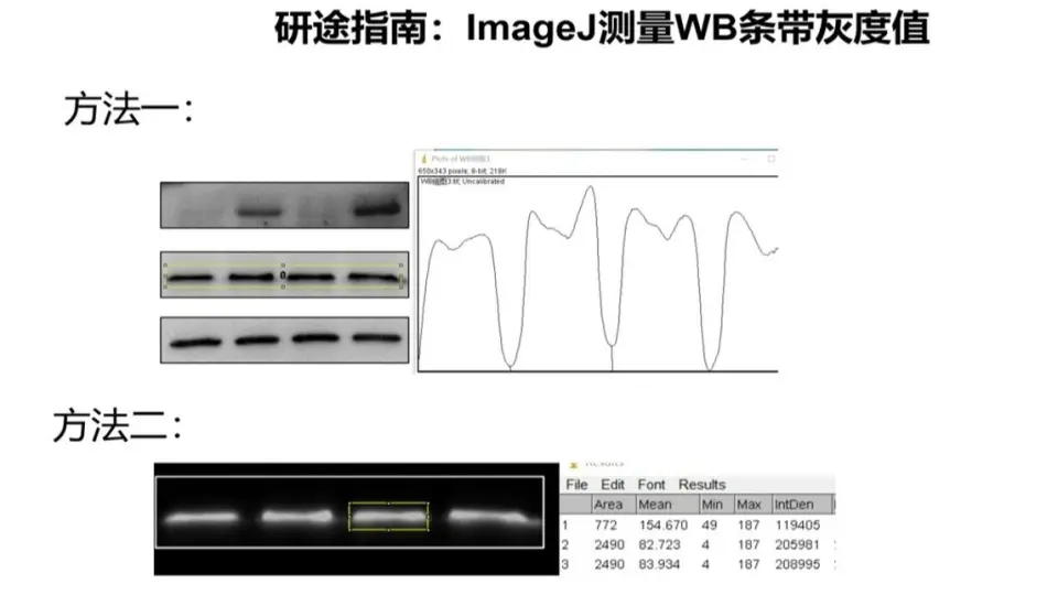 【Image-Pro Plus 6.0 测量工具精讲】:精确掌握图像测量与分析技巧