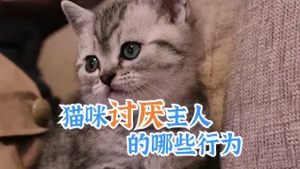 Descargar video: 猫咪讨厌主人的哪些行为