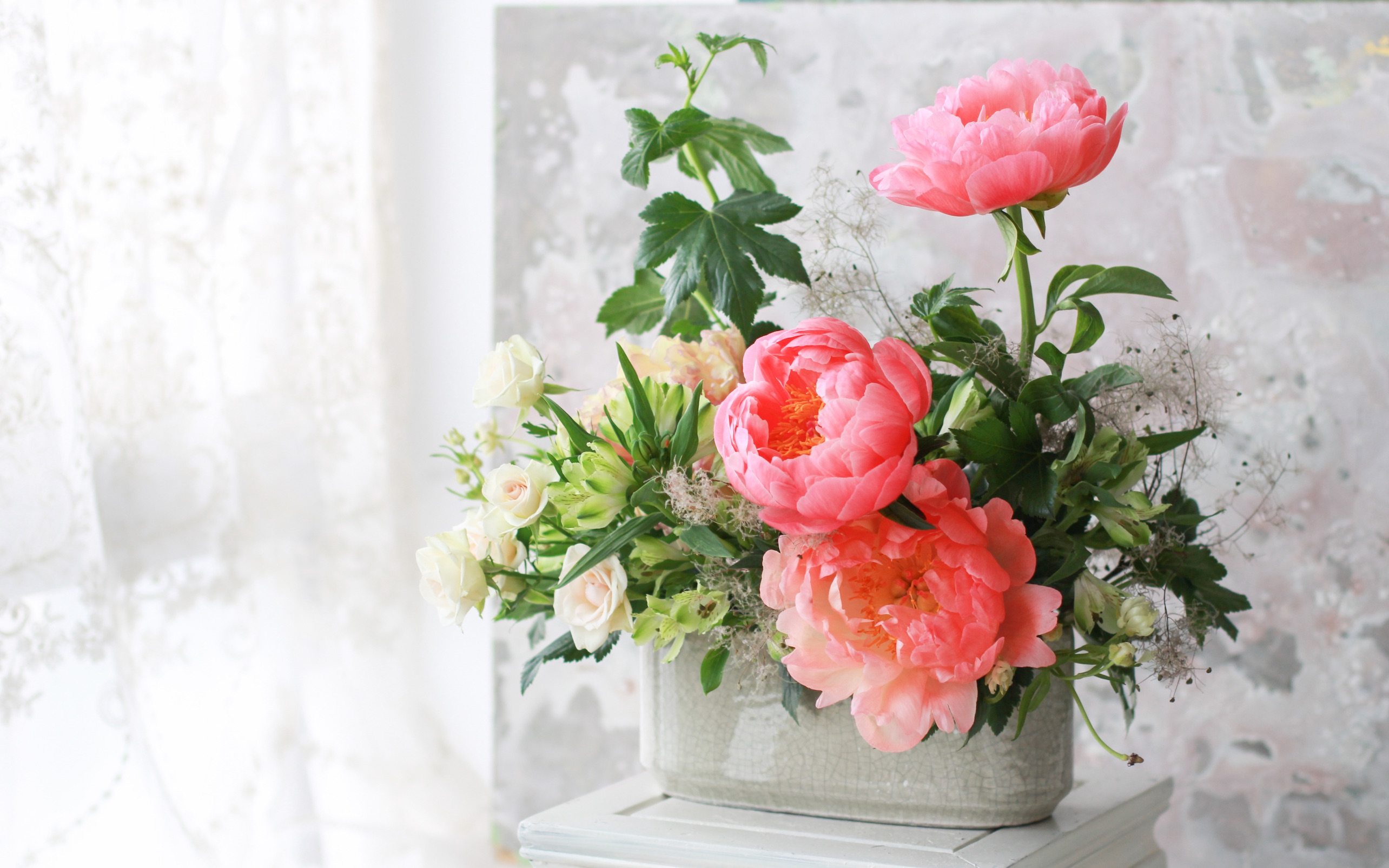 芍药居花艺|珊瑚芍药花开视频 八天时间的记录