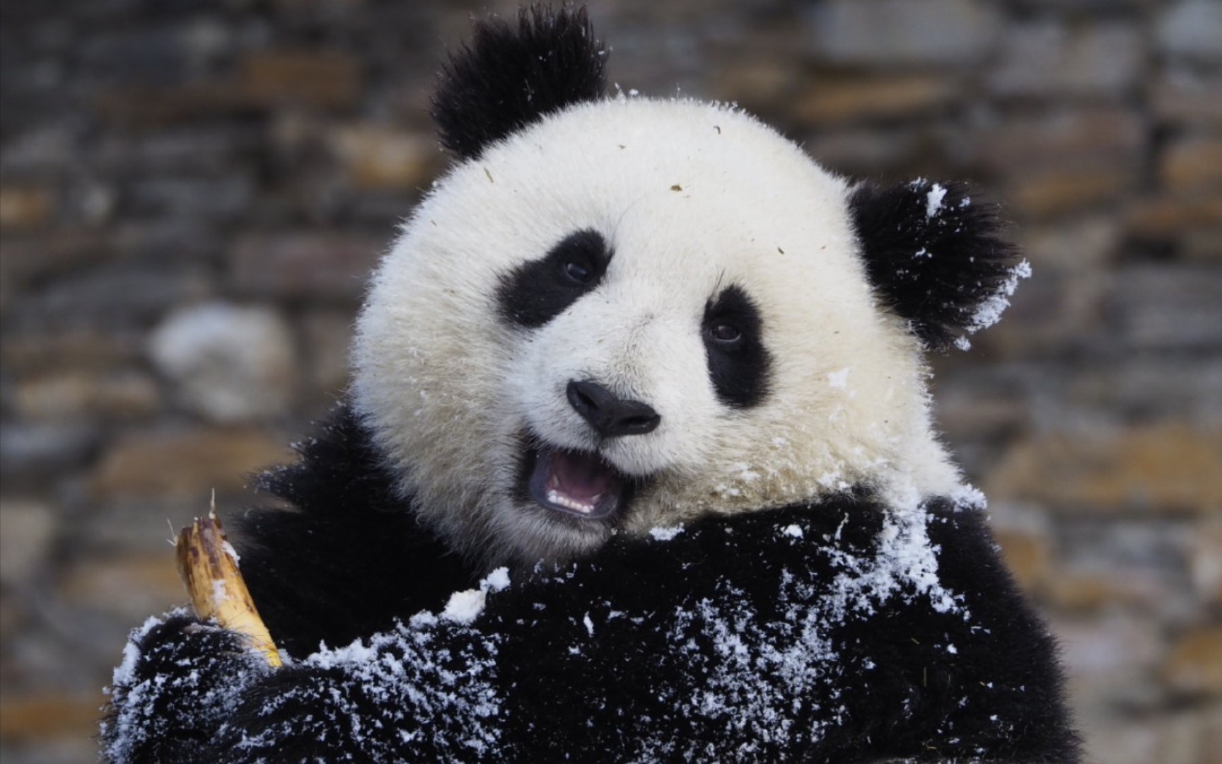 一群大脸熊猫宝宝聚餐了