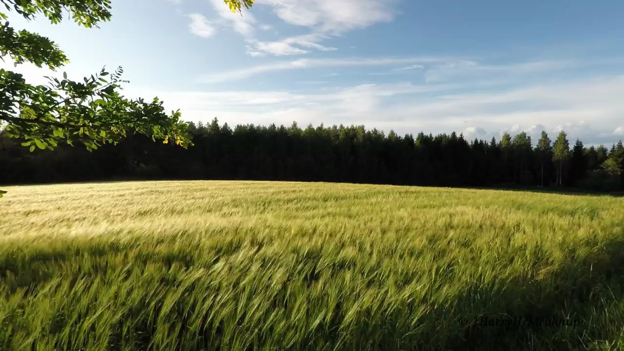 [图]夏日田野 | 风声 燕子 麦子 风铃 | 白噪音 环境音 | 工作 学习 阅读 助眠 专注 宁静