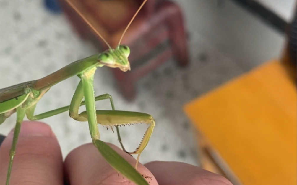 家里的不速之客,螳螂