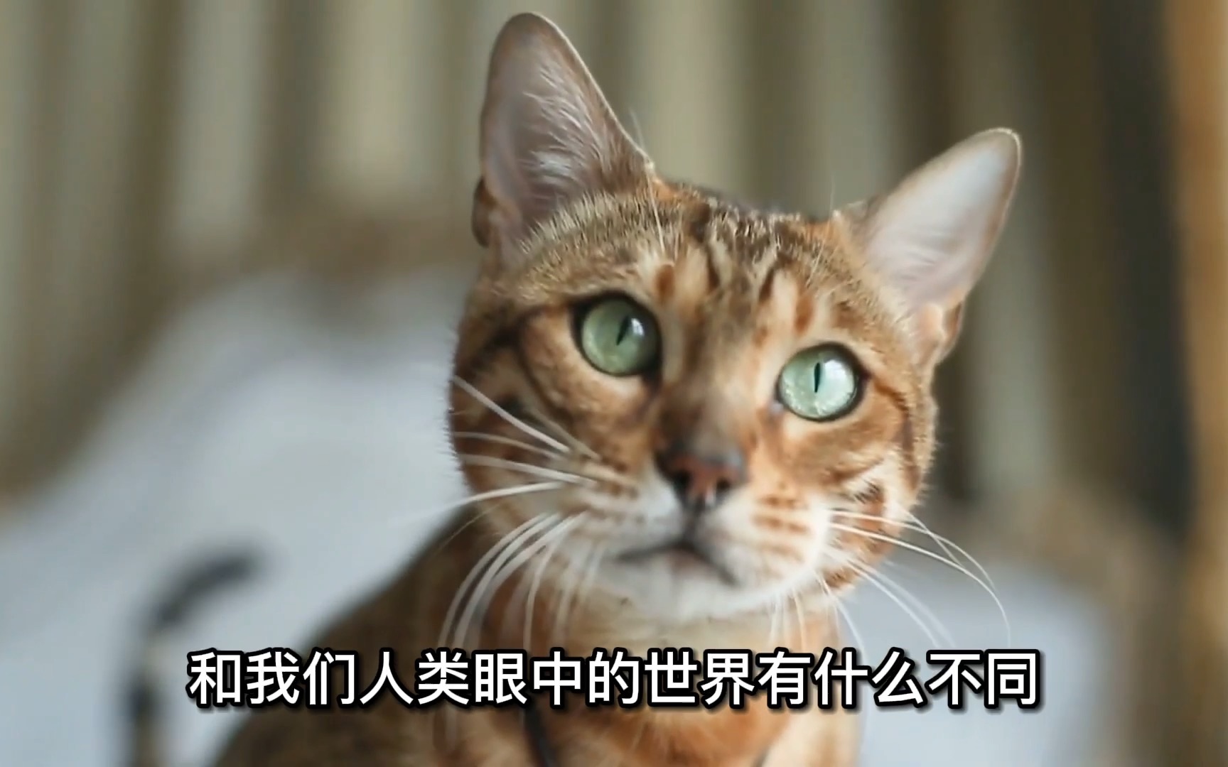 [图]猫咪能看到什么？ 和我们人类眼中的世界有什么不同