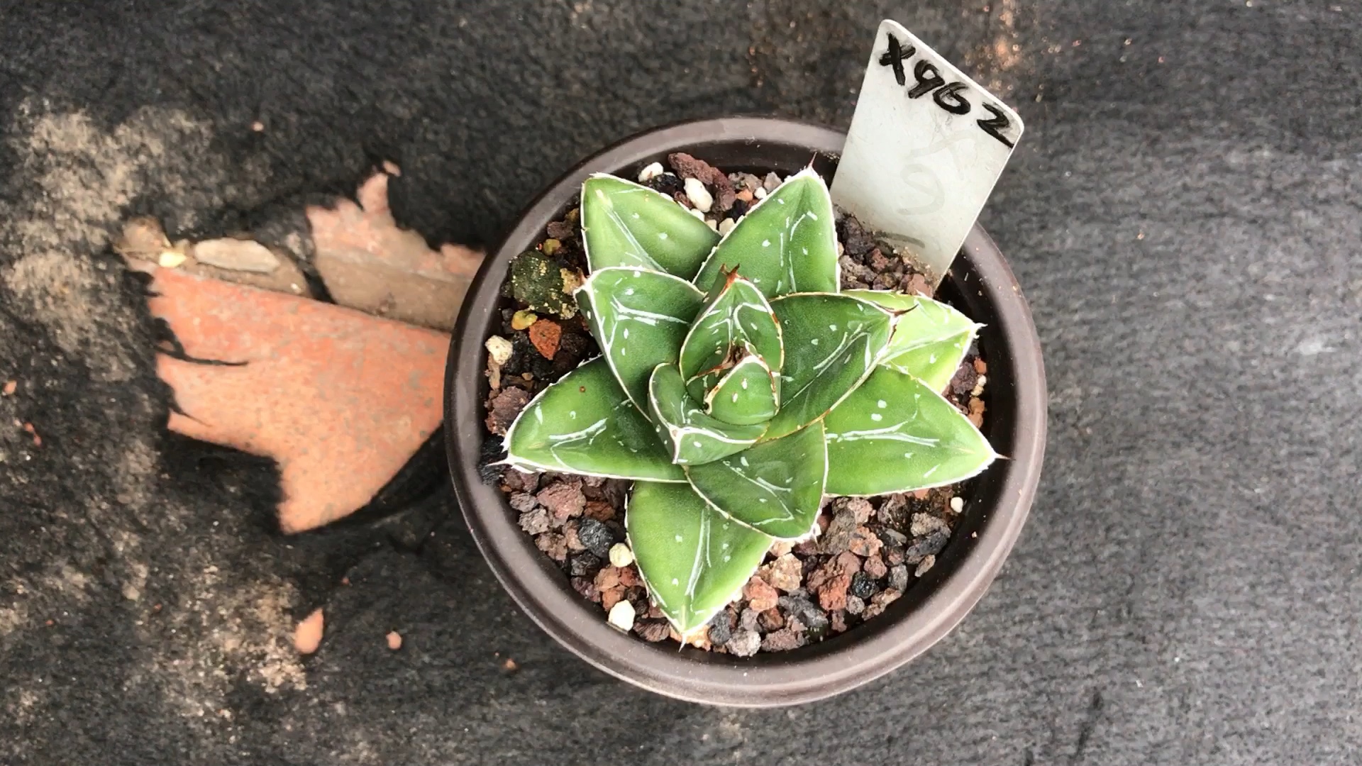 龙舌兰植物#d型世之雪