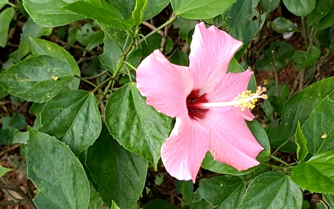 探秘扶桑花(朱槿):带你走进美丽的植物世界哔哩哔哩bilibili