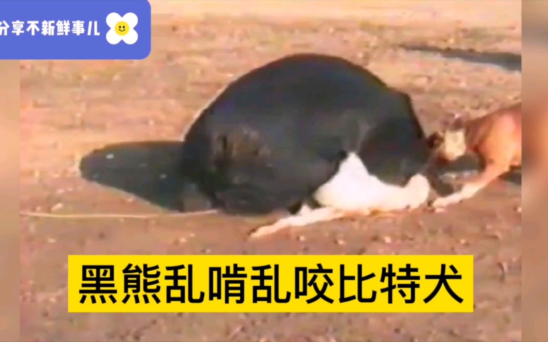 [图]比特犬死咬黑熊不松口，黑熊无奈按地帮它整容，破相了咋办呀