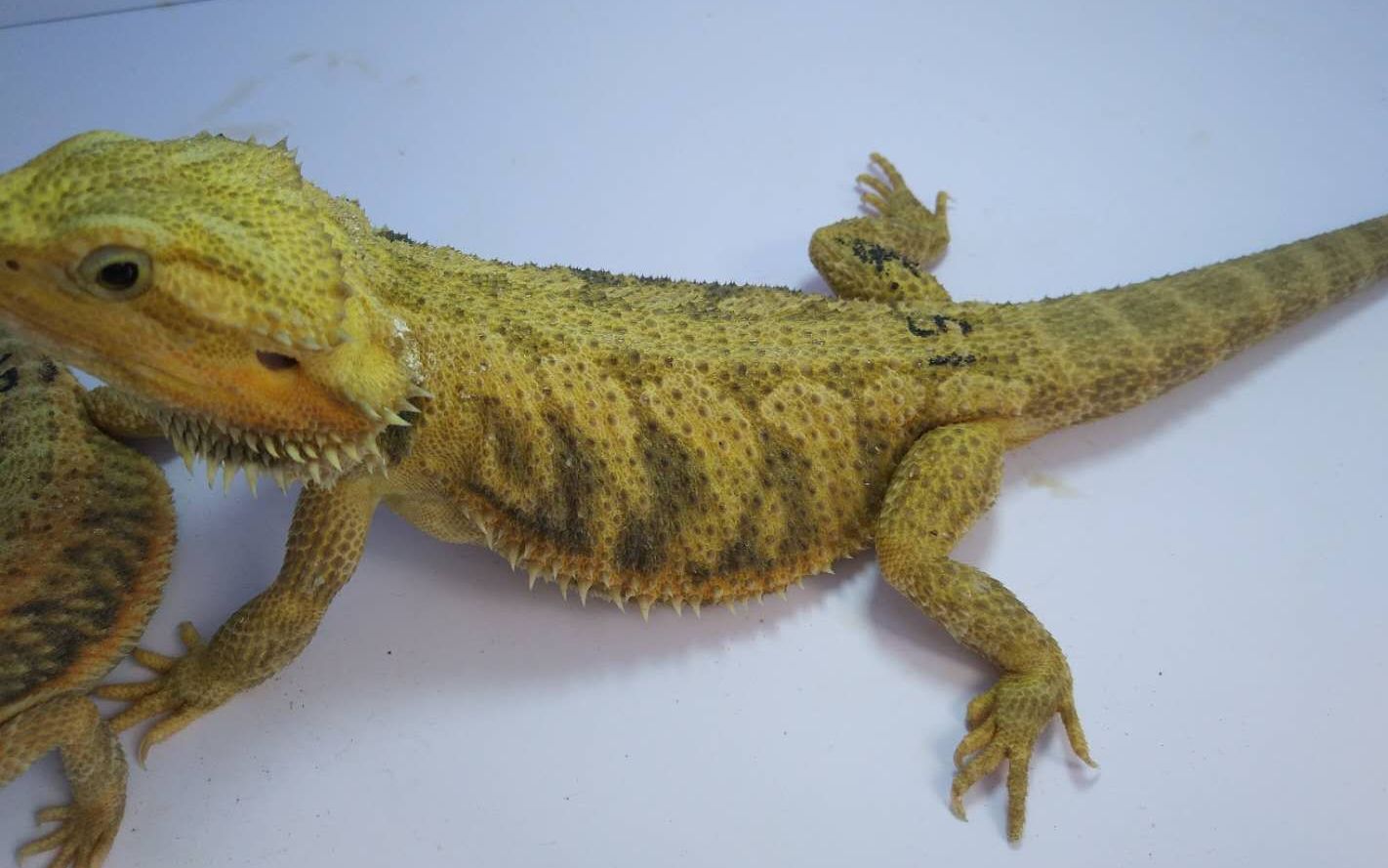 【国王】穷小伙卖肾剁手1500元银斑超多的虎纹柑橘鬃狮蜥开箱.