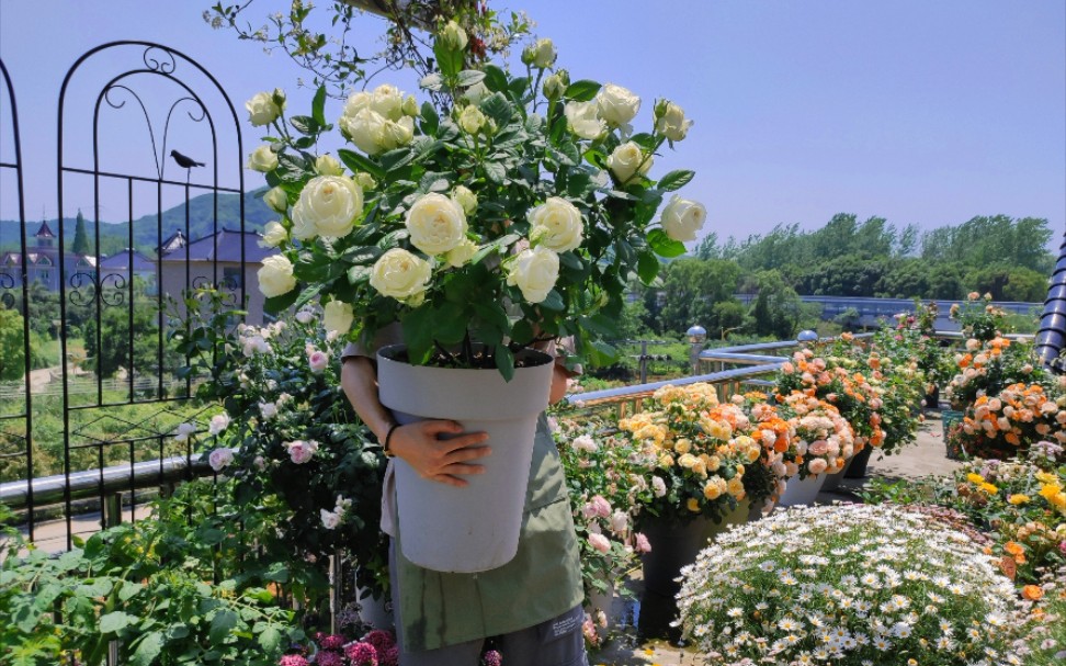 [图]浙江农村打造铺满鲜花的楼顶露台花园 随拍介绍我对于品种的选择和美景欣赏！