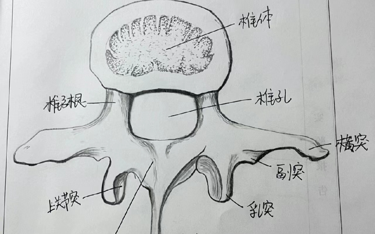 每天一张人体解剖手绘图(4)哔哩哔哩bilibili