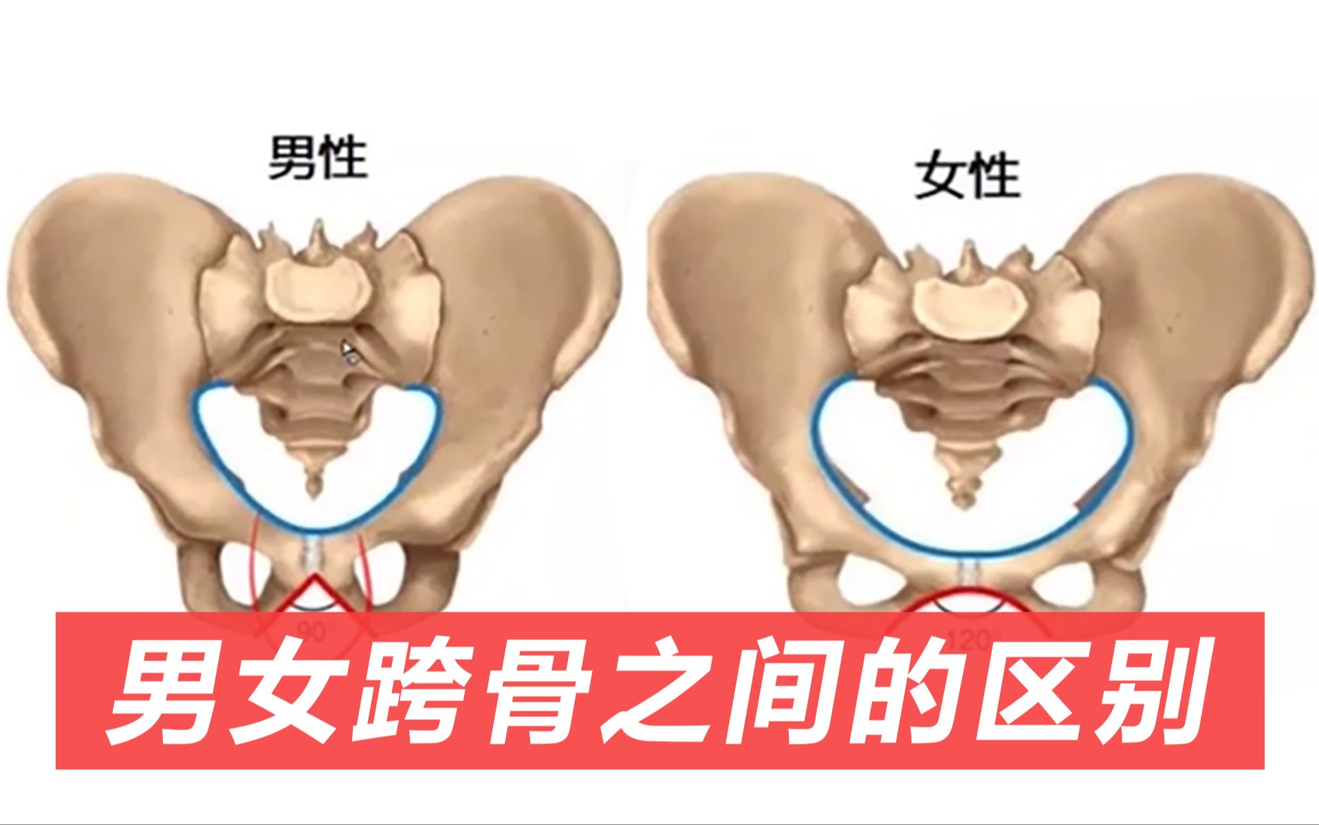 骨盆和胯骨的区别图图片