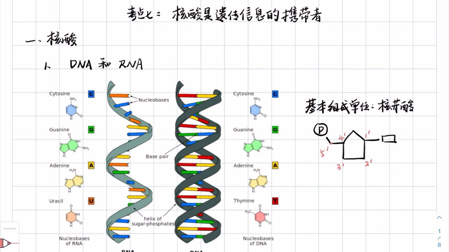 [图]高中生物一轮复习考点七：核酸是遗传信息的携带者