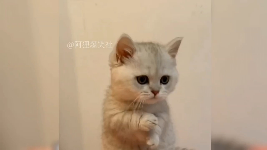 [图]盘点那些会说话的猫咪，与主人无障沟通，猫咪真的成精了