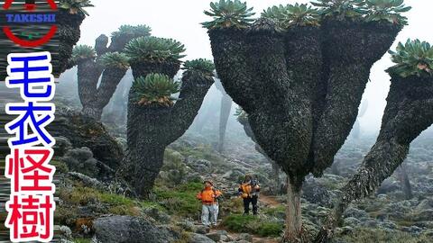 Top2 数个活在异界的巨大 外星 植物 60年只开一次花的 生命之花 深山里穿毛衣的巨大怪物丨搬运 哔哩哔哩