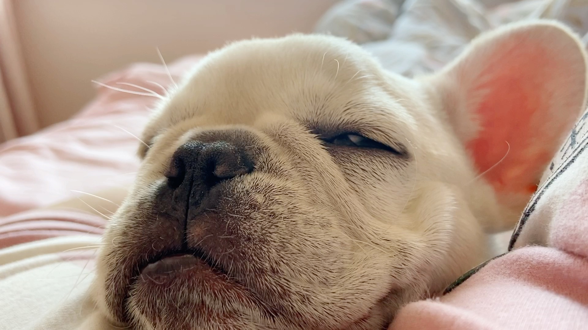 一只兔子猪的推土机式睁眼睡觉大法