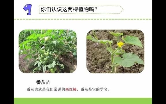 [图]苏教版 三年级下科学《种子发芽了（一）》