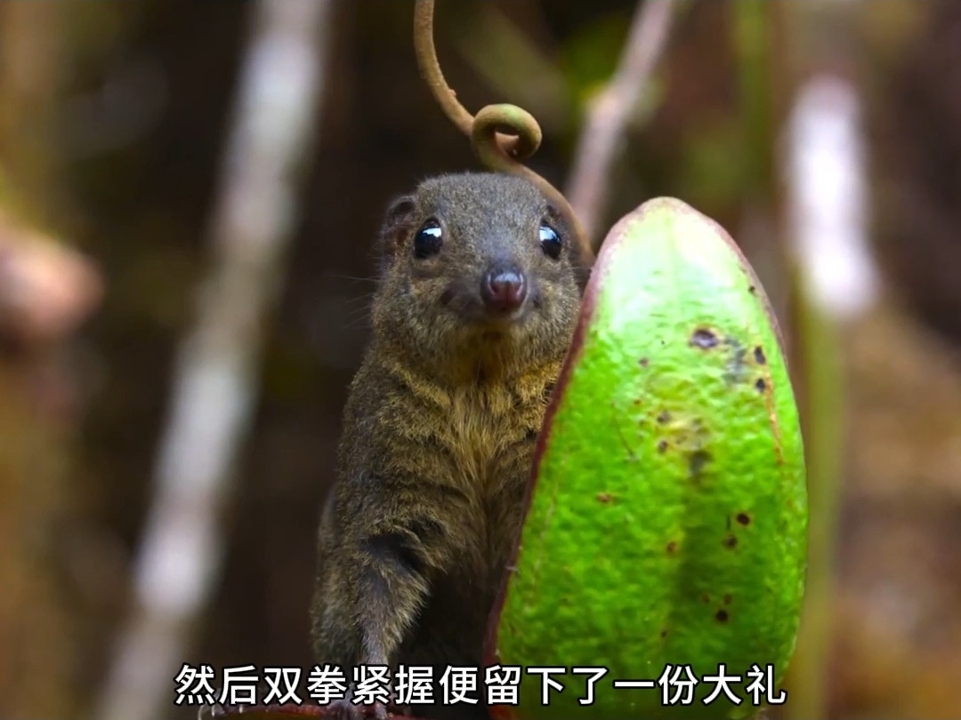 天然马桶猪笼草,竟然会捕食昆虫!哔哩哔哩bilibili