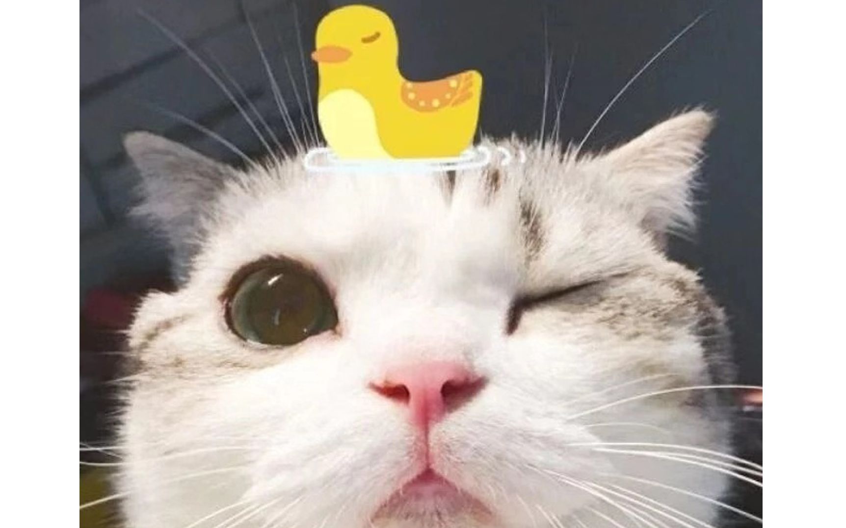 泡芙的日常猫是液体做的在盒子里突然脸就流出来了