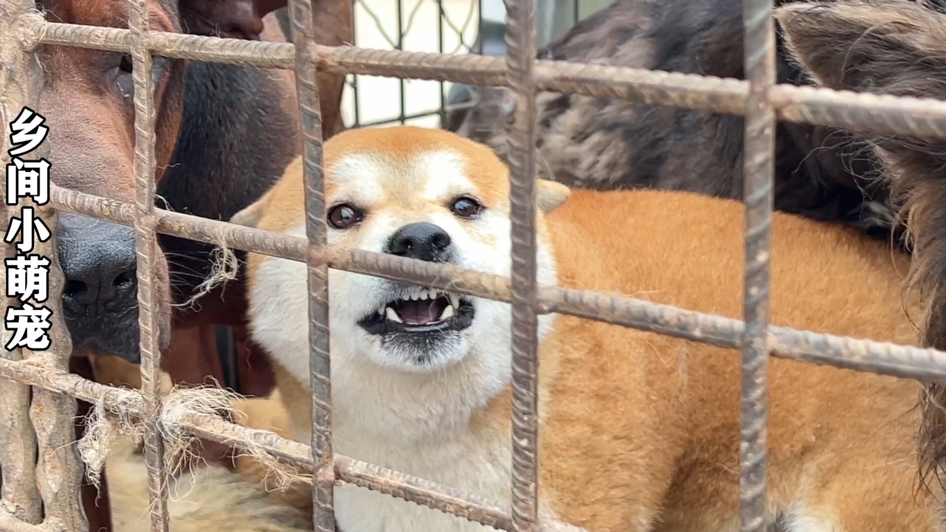 柴犬卖狗肉车很疯狂,龇牙咧嘴想当老大感觉,师傅说在让它狂一会