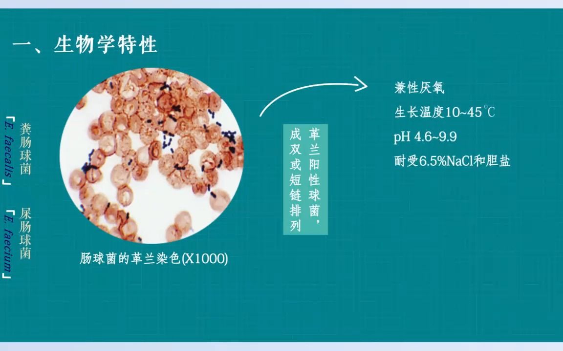 [16.4.1] 肠球菌属哔哩哔哩bilibili