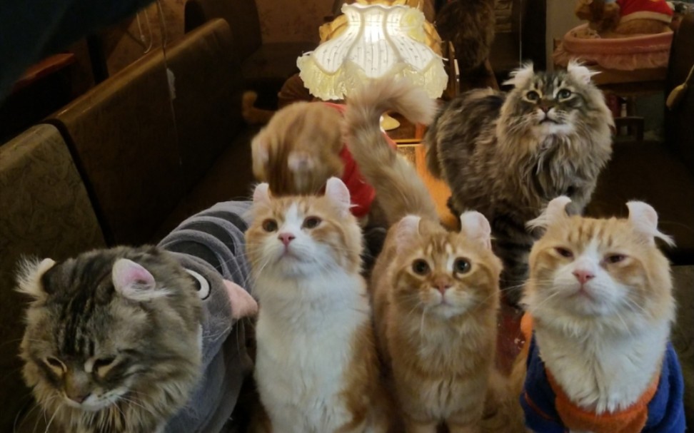 【群猫篇】被一群猫围着是什么体验^o