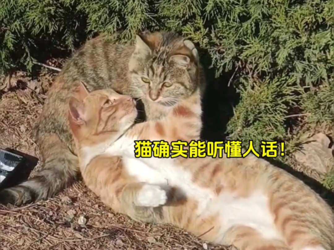 事实证明,猫确实能听懂人话!哔哩哔哩bilibili