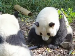 Télécharger la video: 游客认不出花花，急得保安都吐槽了！