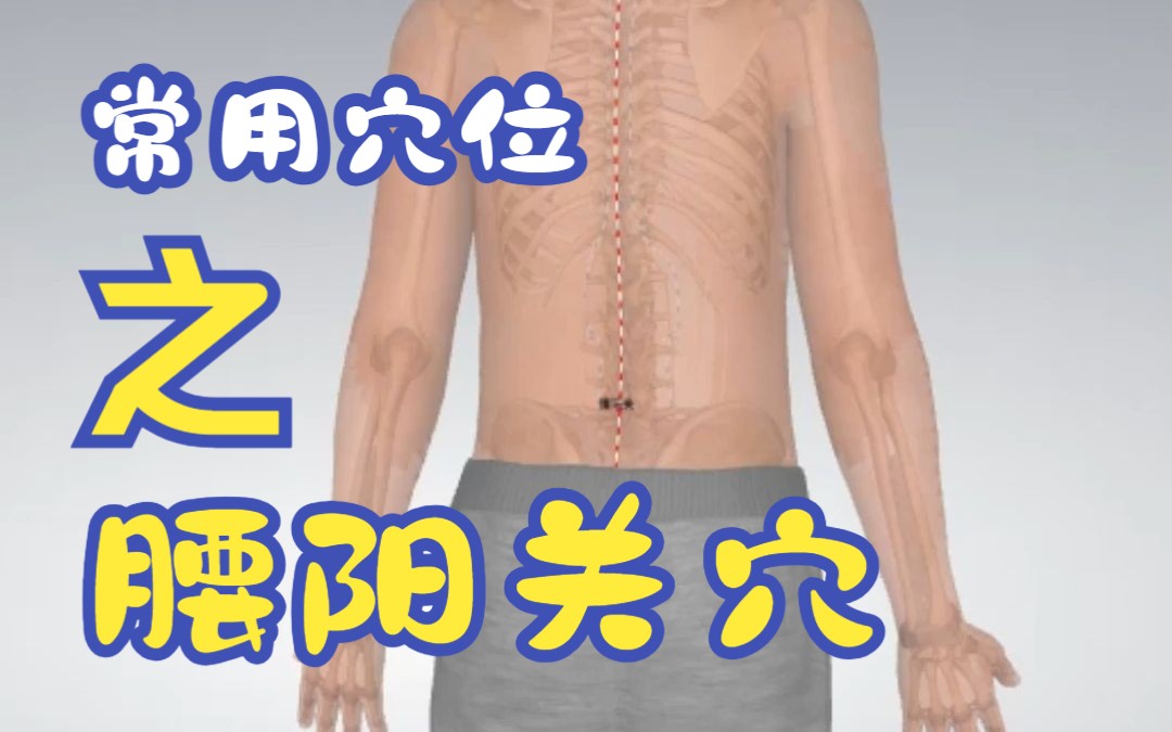 常用穴位之腰阳关穴!哔哩哔哩bilibili