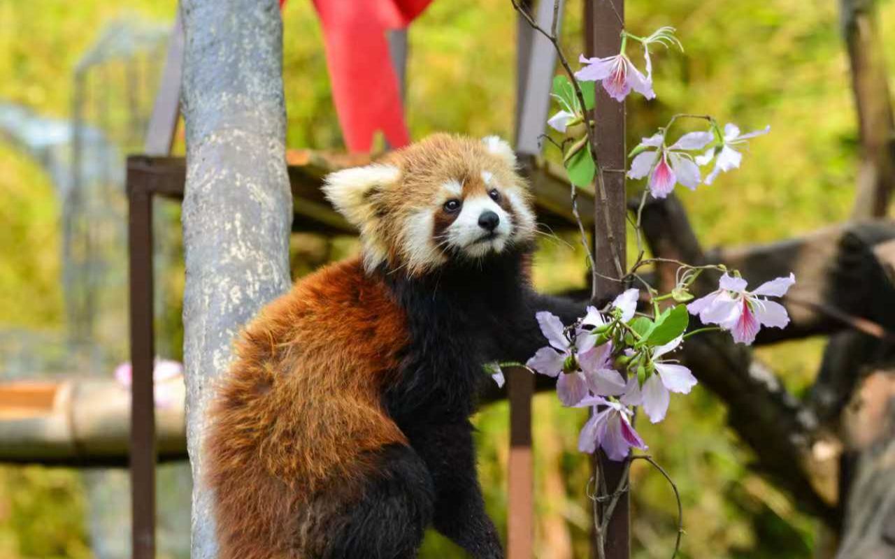 听说小熊猫和小花花更配哦~ | 3.8.小熊猫【广州动物园】