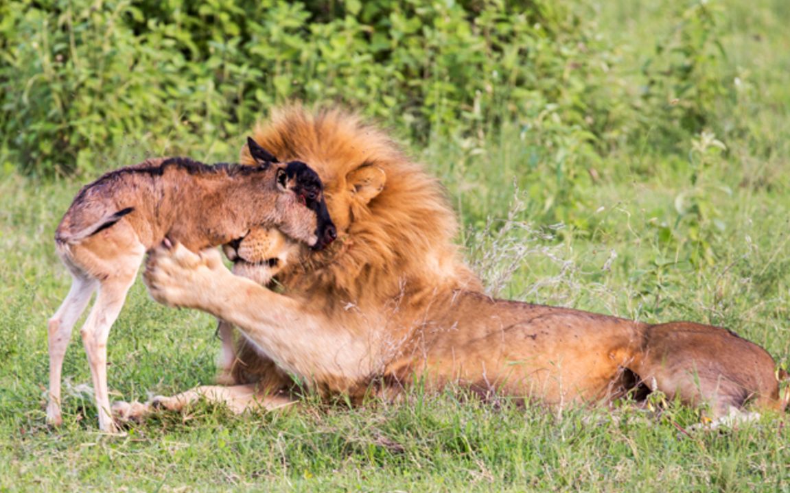 年轻雄狮在另一只狮子面前保护一只小角马有没有看到辛巴的影子