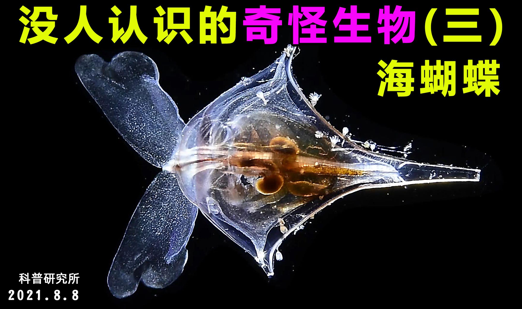 科普奇怪的生物一(海蝴蝶)哔哩哔哩bilibili