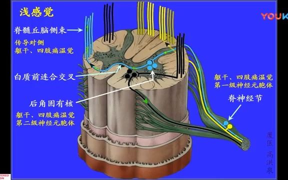 125.脊髓内部结构1高清系统解剖学,人体解剖学,运动解剖学,医学哔哩哔哩bilibili