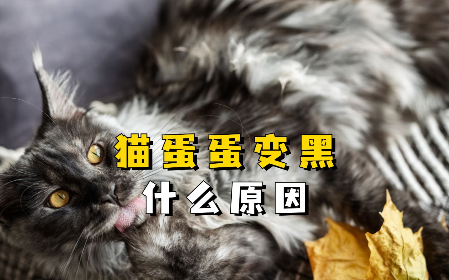 猫蛋蛋变黑什么原因?哔哩哔哩bilibili