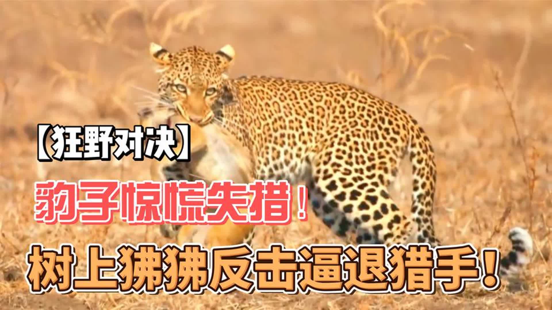 一波王炸豹子图片图片